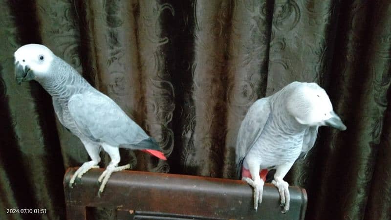 tamed female and male grey parrot 14