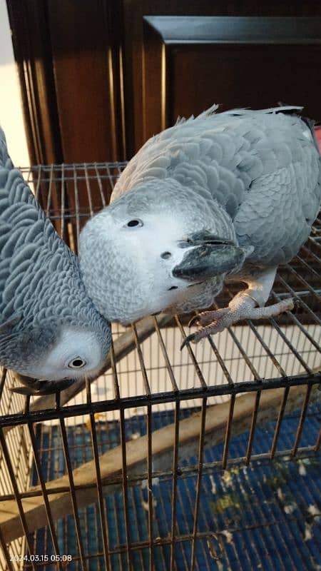 tamed female and male grey parrot 16