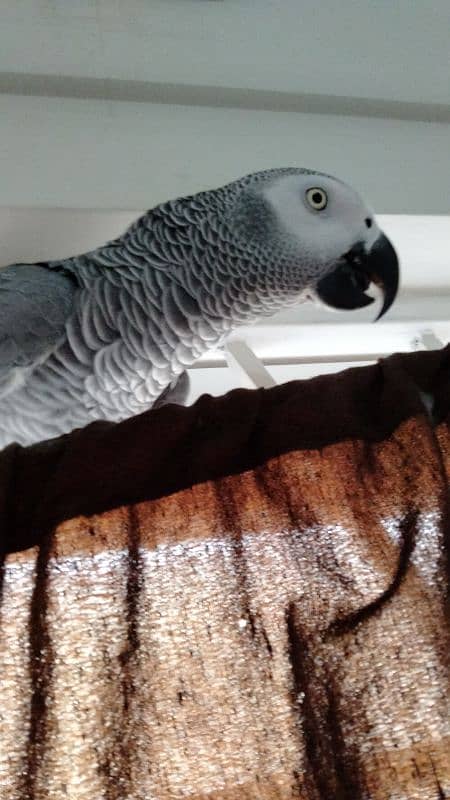 tamed female and male grey parrot 17