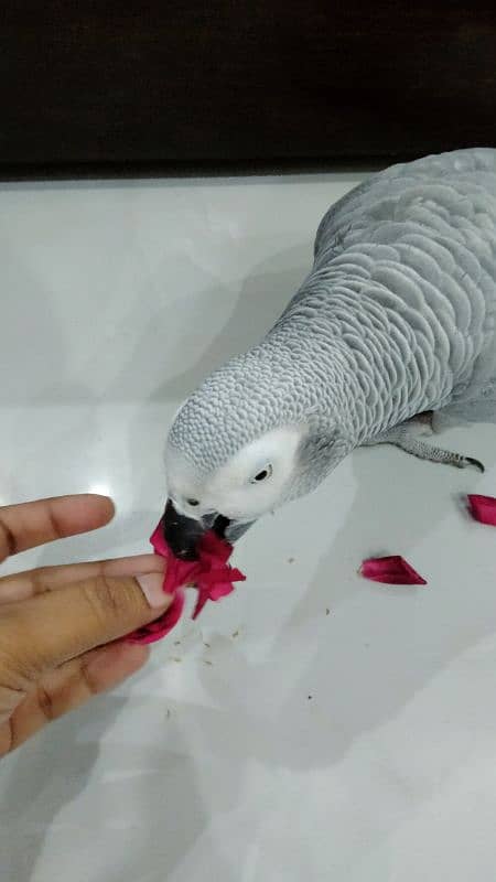 tamed female and male grey parrot 18