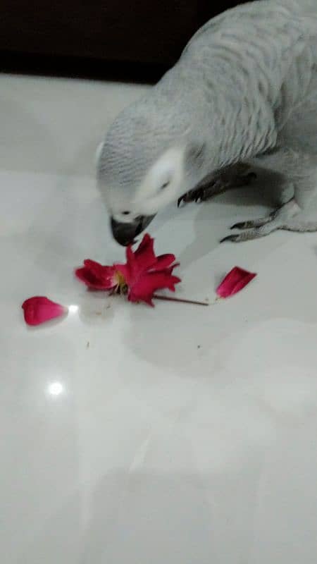 tamed female and male grey parrot 19