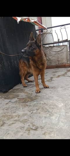 Adult gsd male with black mask fully friendly