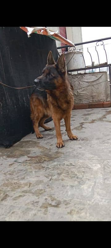 Adult gsd male with black mask fully friendly 0