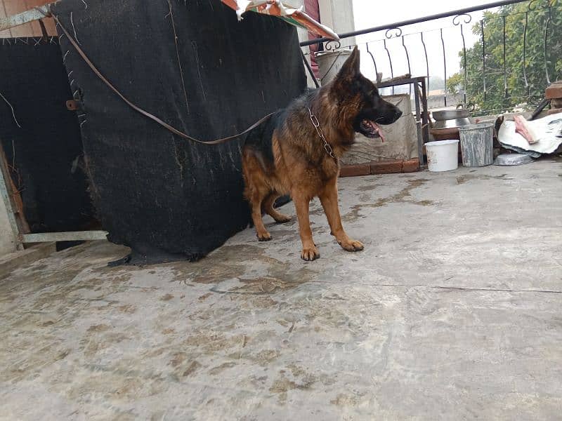 Adult gsd male with black mask fully friendly 2