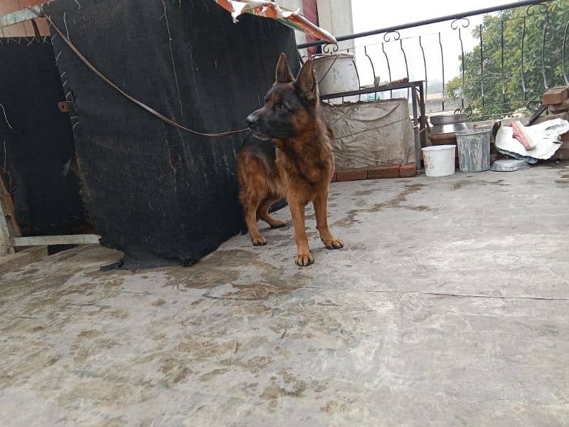 Adult gsd male with black mask fully friendly 4