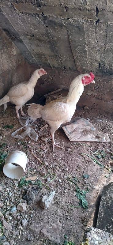 white Aseel two females one male 5