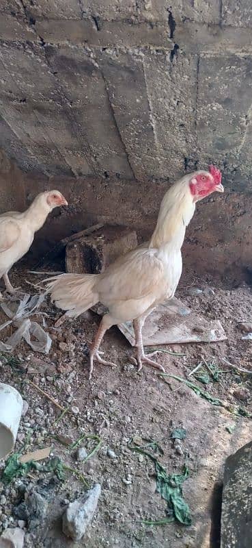 white Aseel two females one male 8