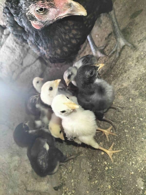 aseel chuzay fertile eggs or australorp chuzay fertile eggs available 0