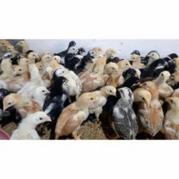 aseel chuzay fertile eggs or australorp chuzay fertile eggs available 1