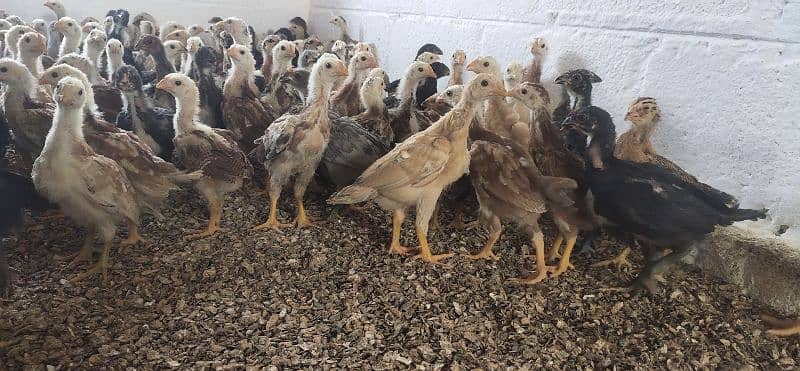 aseel chuzay fertile eggs or australorp chuzay fertile eggs available 3