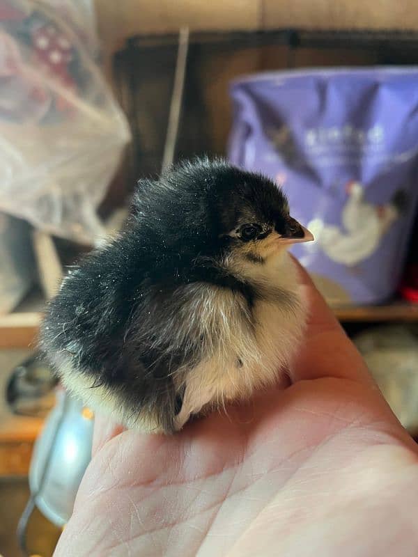 aseel chuzay fertile eggs or australorp chuzay fertile eggs available 6