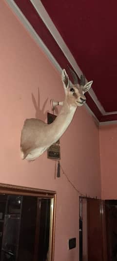 deer (hiran )