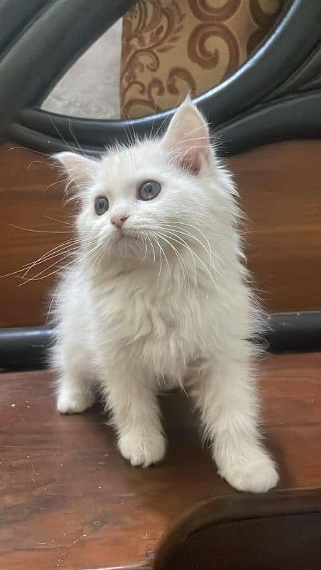 persian Female kitten 0