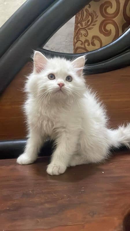 persian Female kitten 1