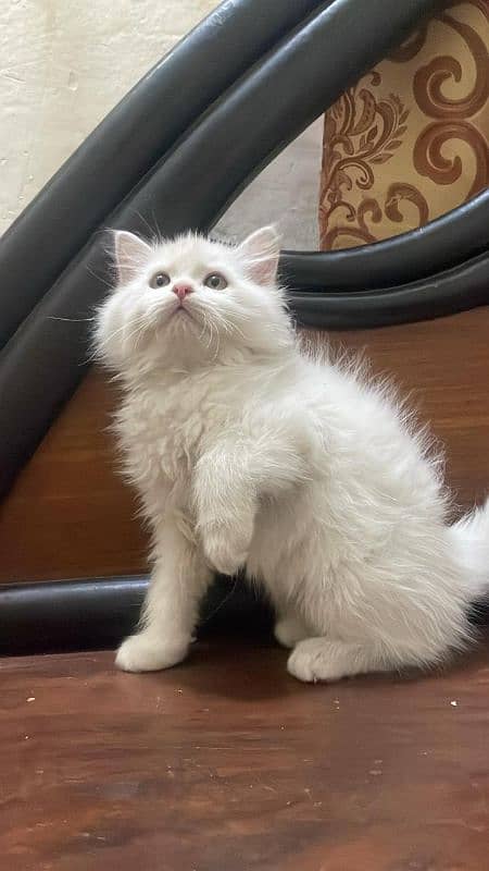 persian Female kitten 2