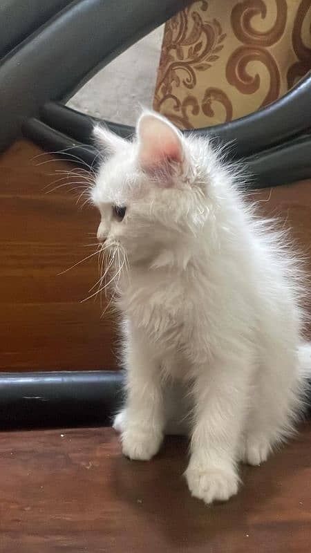 persian Female kitten 3