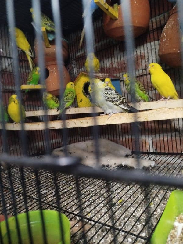 budgie Parrot 0