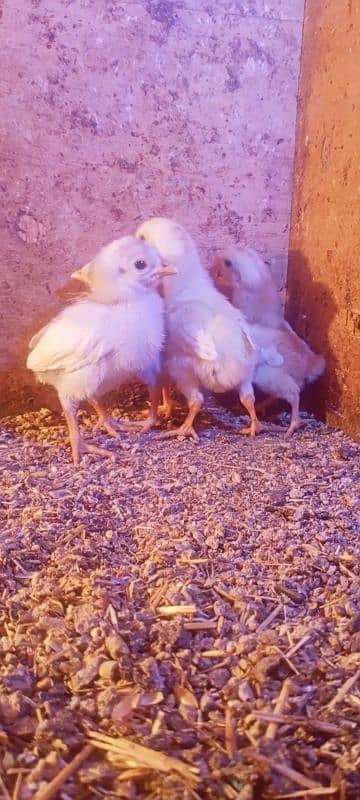 heera chicks for sell 0