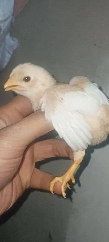 heera chicks for sell 1