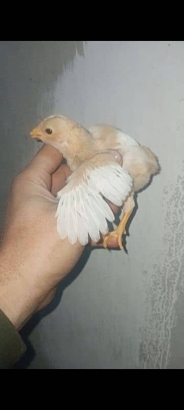 heera chicks for sell 2