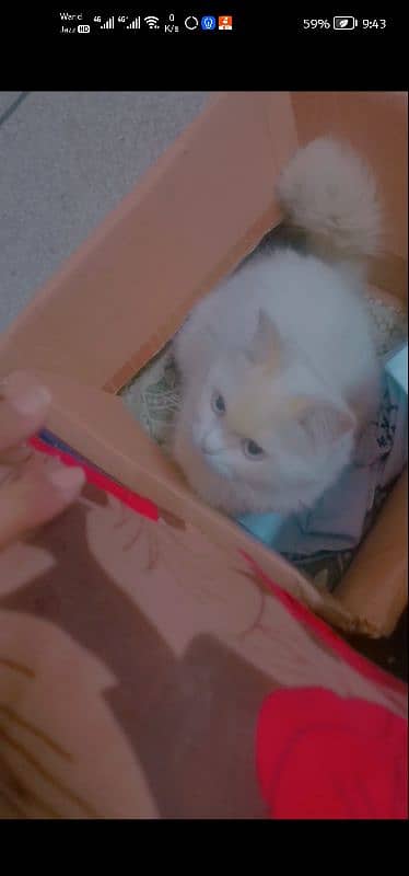 Persian cat for sale 1