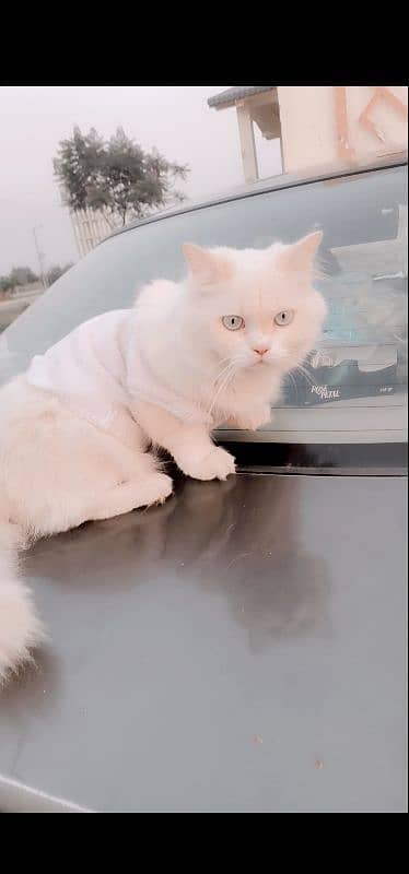 Persian cat for sale 3