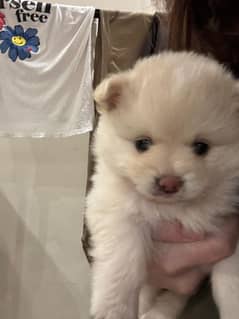 pure bred pomeranian for sale