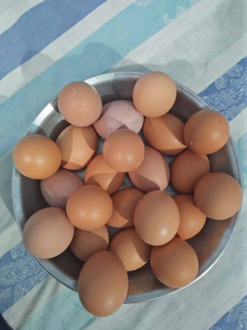 Lohman Brown's Organic & Fres Eggs in wholesale price | 399 Per Dozen 0