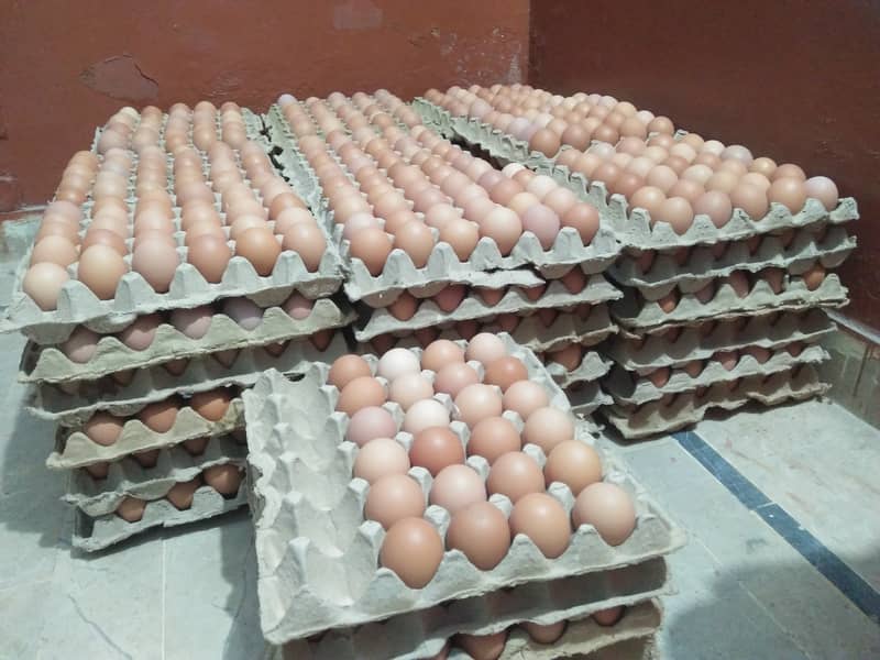 Lohman Brown's Organic & Fres Eggs in wholesale price | 399 Per Dozen 1