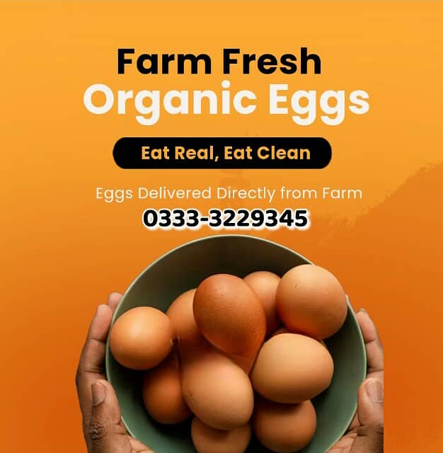 Lohman Brown's Organic & Fres Eggs in wholesale price | 399 Per Dozen 2