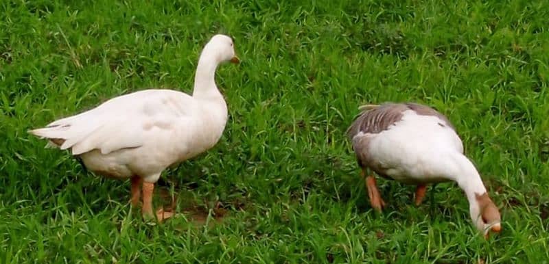 4 ducks, (2 male & 2 female) 0