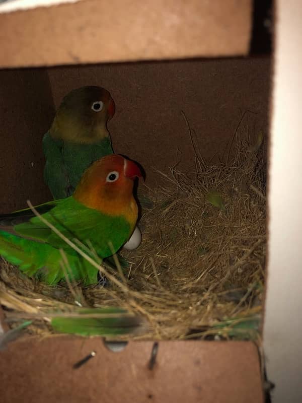 breader love birds 2