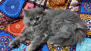 Persian Kitten