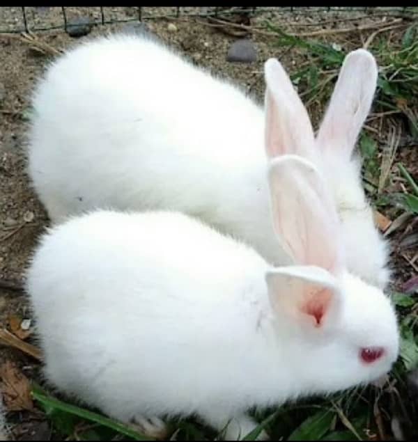 red eyes rabbits 1