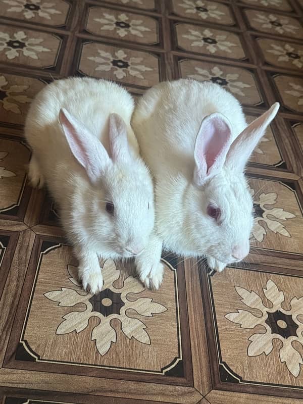 red eyes rabbits 3