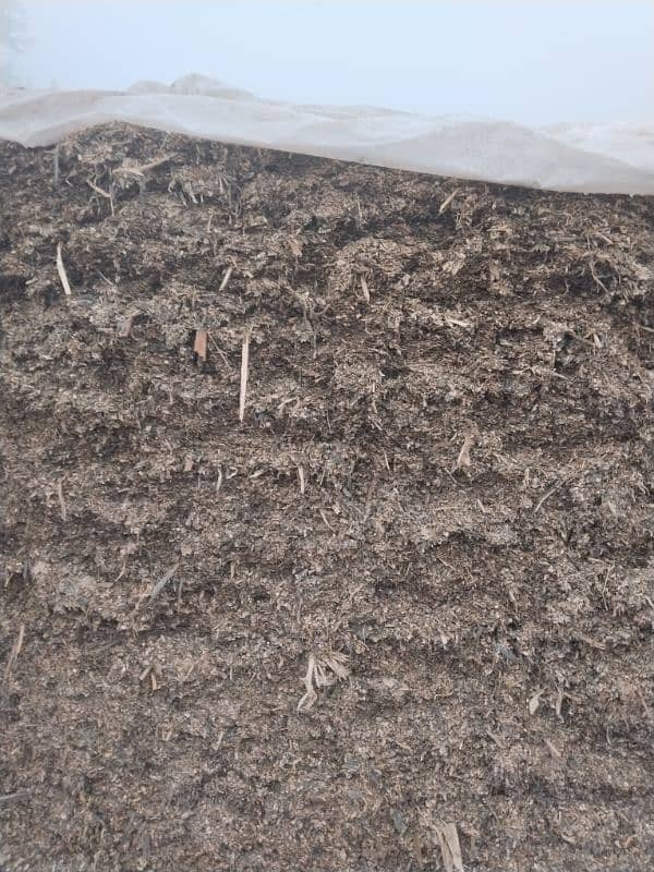 Silage/Corn silage  Maki silage / Animal feed 0