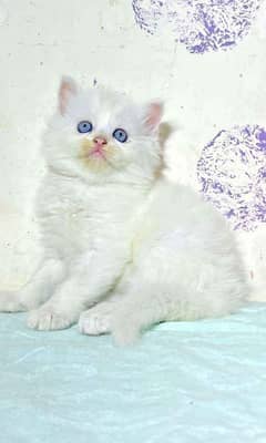 Persian Cat | kittens | male | female | fancy Cat| Pair| baby Cat