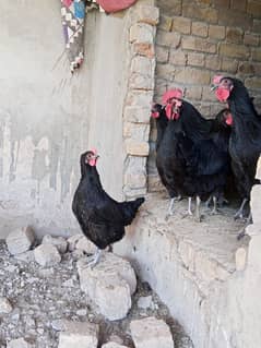 Australorp