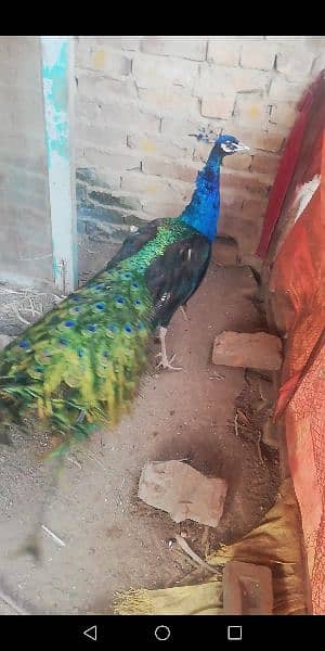 peacock 1