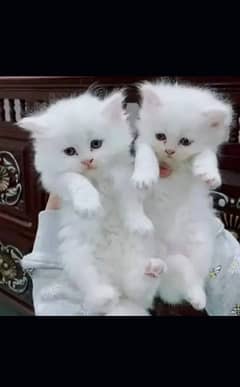 Persian Cat | kittens | male | female | fancy Cat| Pair| baby Cat