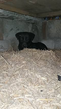 Labrador Dog for sale in Pakistan