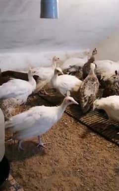 peacocks chicks and eggs for sale. 03706867418