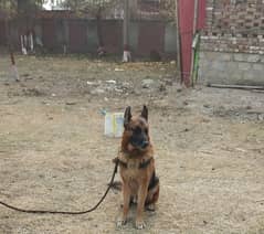 Pure Army trained german shepherd