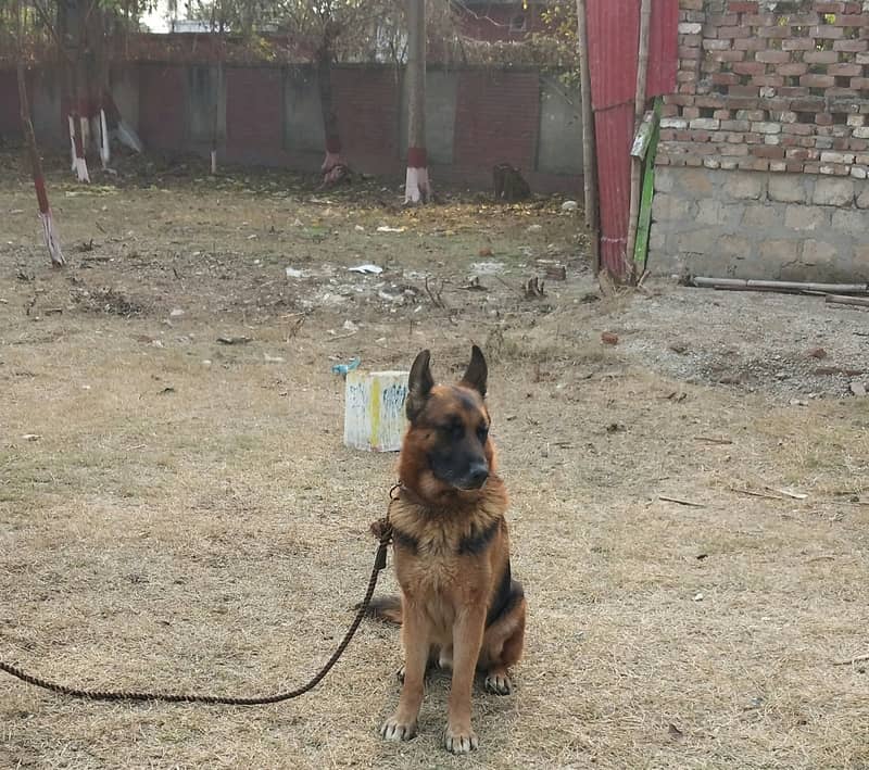 Pure Army trained german shepherd 0