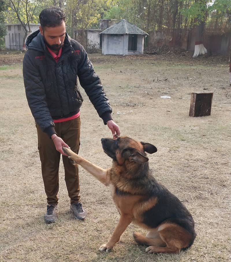 Pure Army trained german shepherd 1