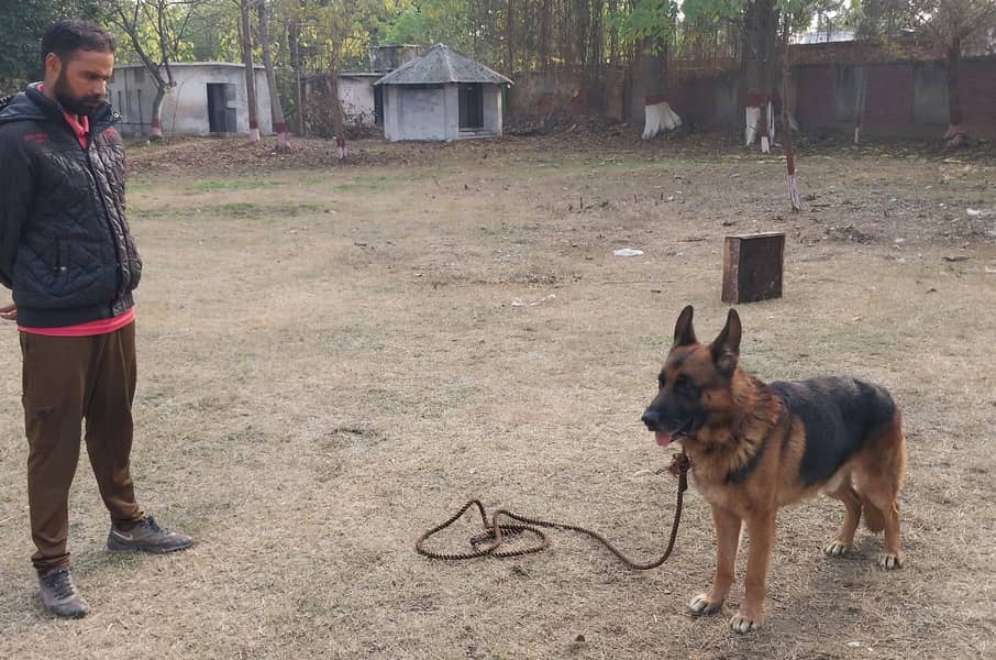 Pure Army trained german shepherd 2