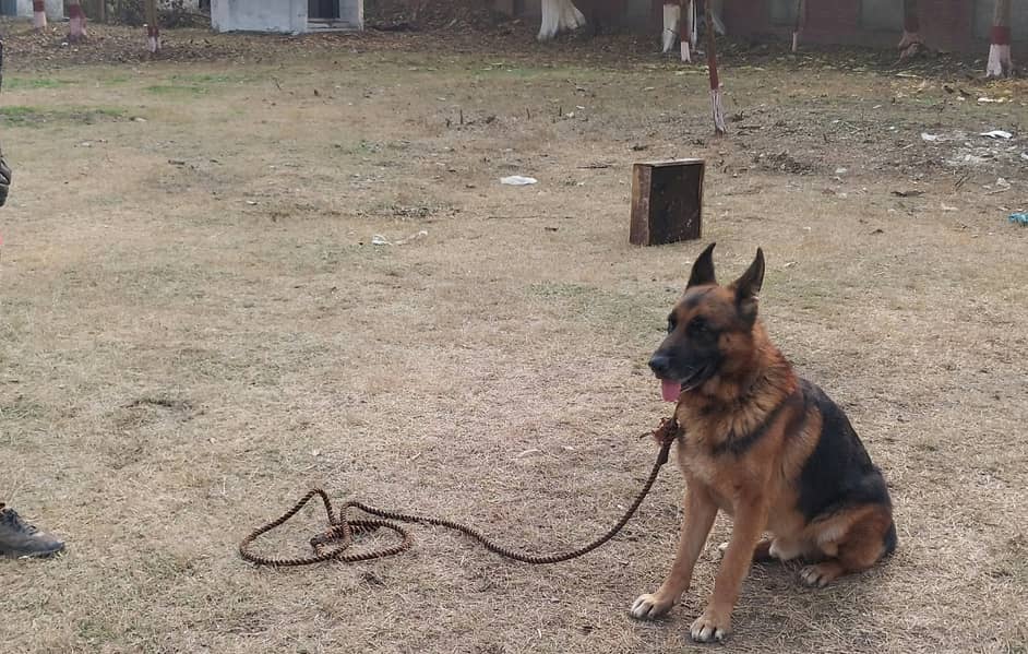 Pure Army trained german shepherd 3