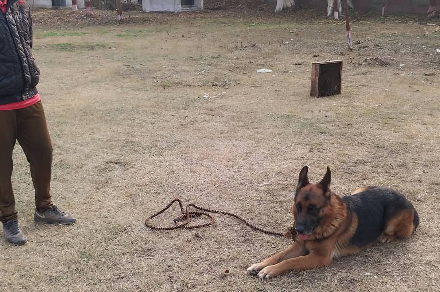 Pure Army trained german shepherd 4