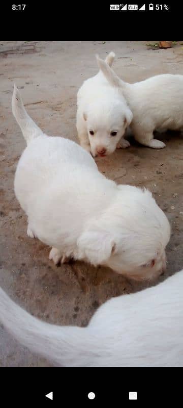 High quality russian baby dogs 4 male and 4 female 1