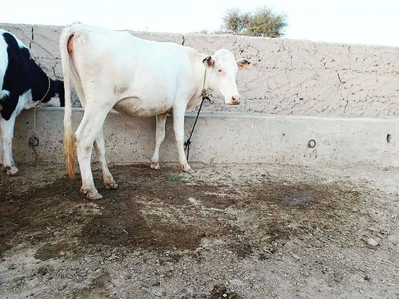 first timer 2 months plus pregnant cow 2